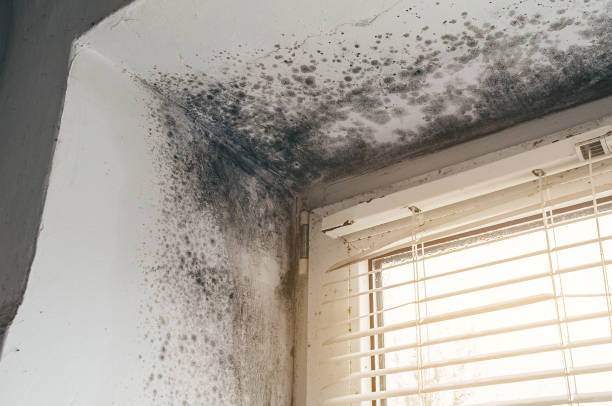 Affordable Hvac And Air Duct Mold Remediation solutions in Farmington, IL